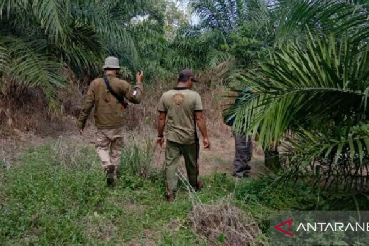 BKSDA Bengkulu pasang perangkap untuk tangkap harimau pemangsa ternak