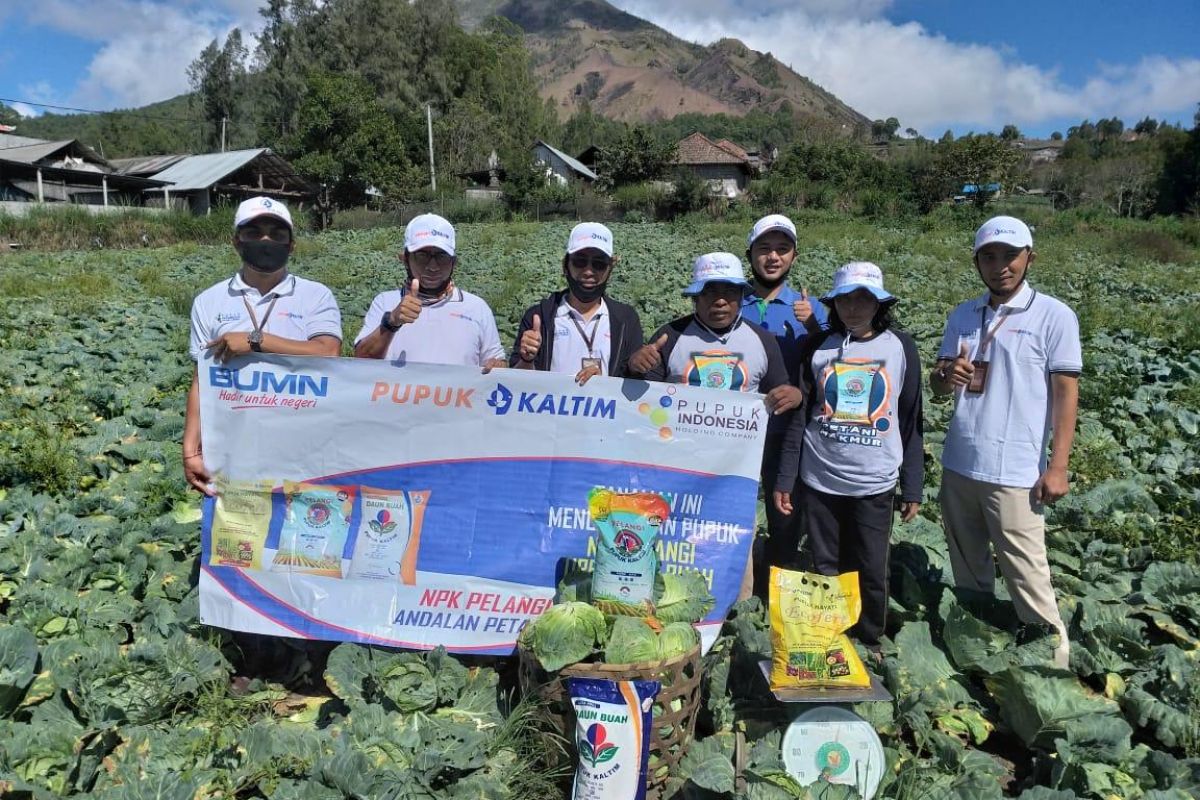 NPK Pelangi dari Pupuk Kaltim tingkatkan produktivitas kubis petani Bangli