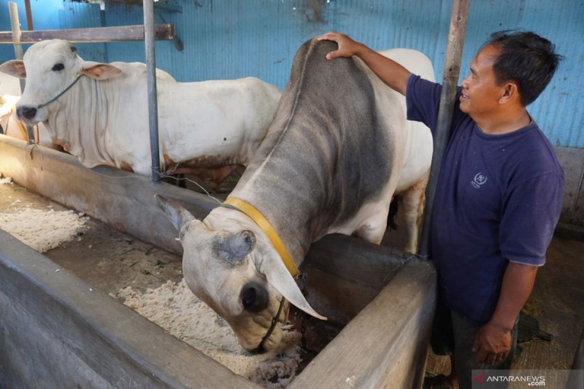 Pemkab Tapsel ingatkan kegiatan kurban tetap ikuti protokol kesehatan