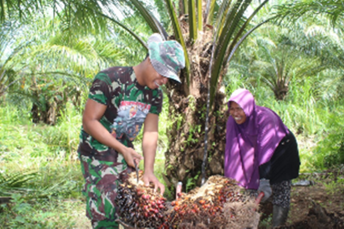 Satgas TMMD bantu warga panen kelapa sawit