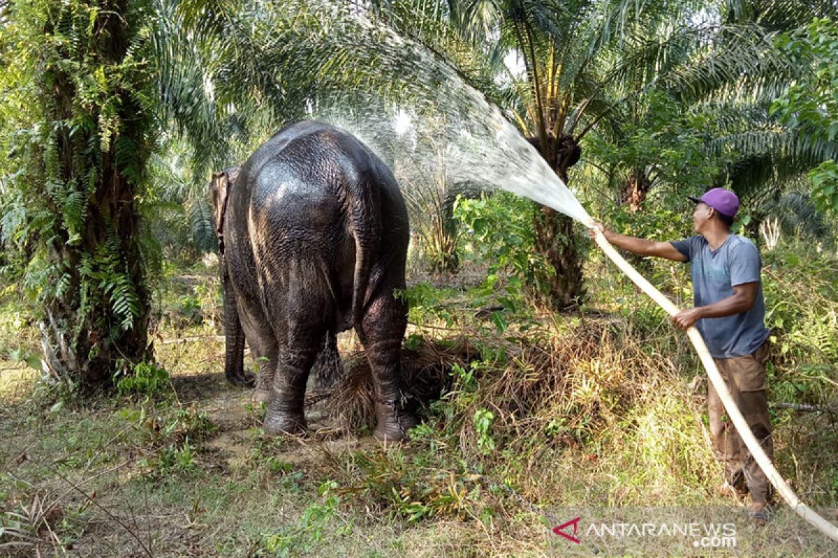 Gajah terakhir di Rohil terpaksa dievakuasi, begini kronologinya