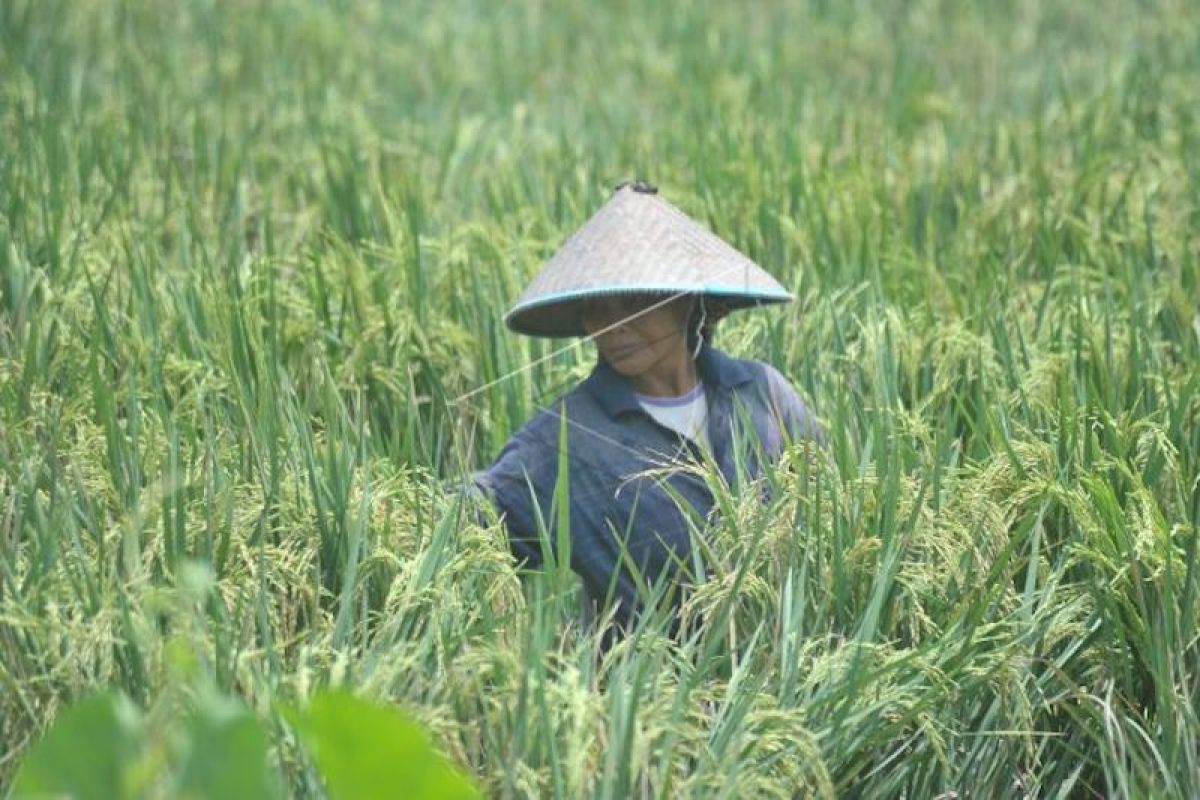 Data luas sawah di Sumsel belum masuk SK Kementerian ATR/BPN