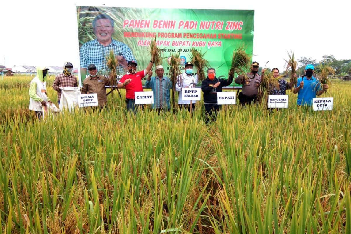 Cegah stunting, Balitbangtan panen Inpari Nutri Zinc di Kubu Raya