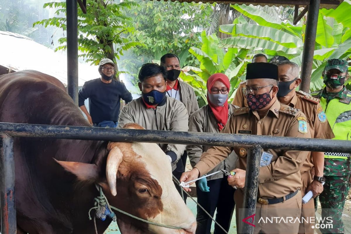 Hewan kurban Presiden Jokowi di Jambi berbobot 900 kilo dinyatakan sangat sehat