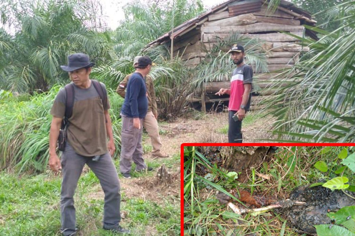 10 ekor kambing mati di Seluma diduga dimangsa harimau