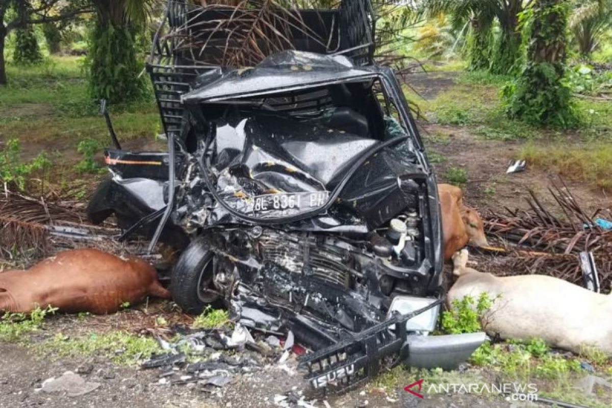 Tabrak pick up pengangkut sapi, dua warga Aceh Jaya tak sadarkan diri