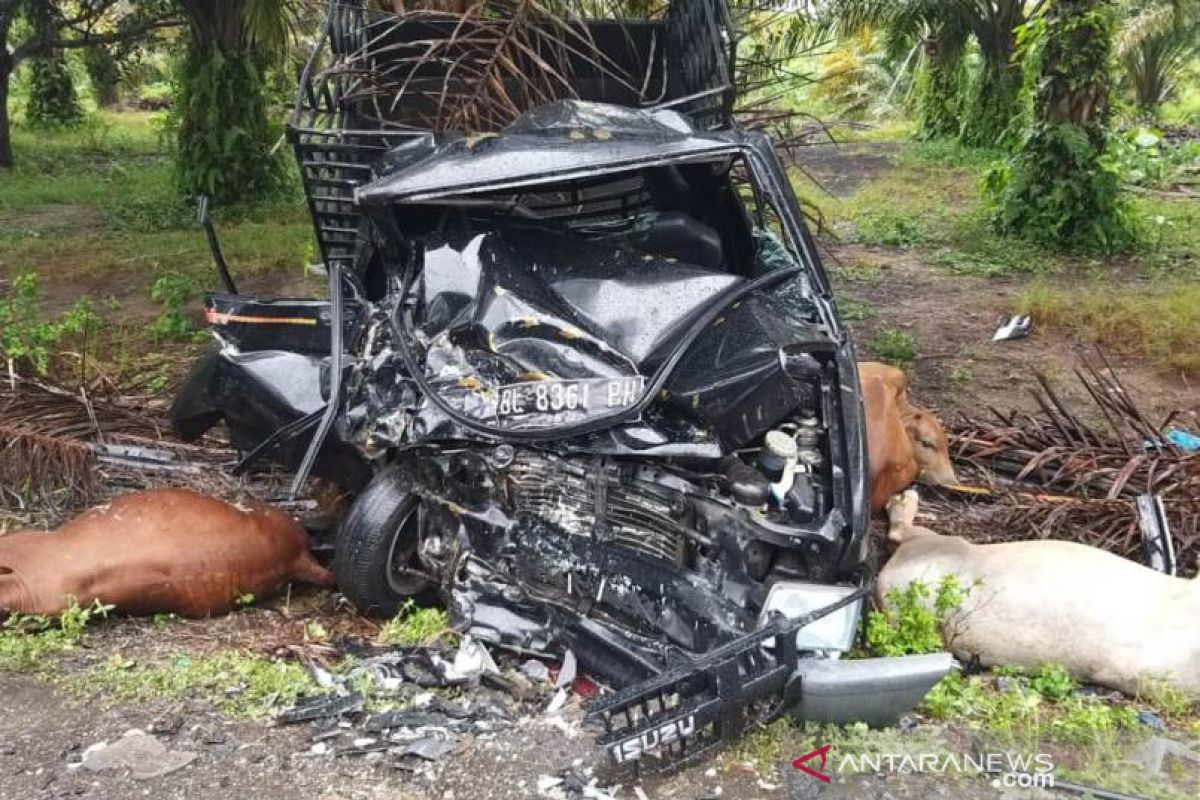 CRV tabrak pick up pengangkut sapi, dua warga Aceh Jaya tak sadarkan diri