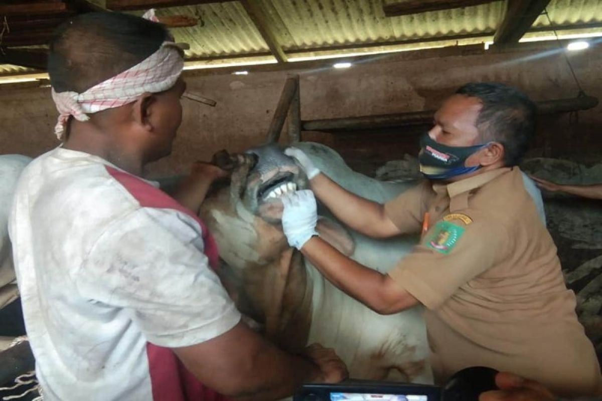 Hewan qurban Presiden Jokowi capai 1,1 ton, dibeli dari peternak Langkat