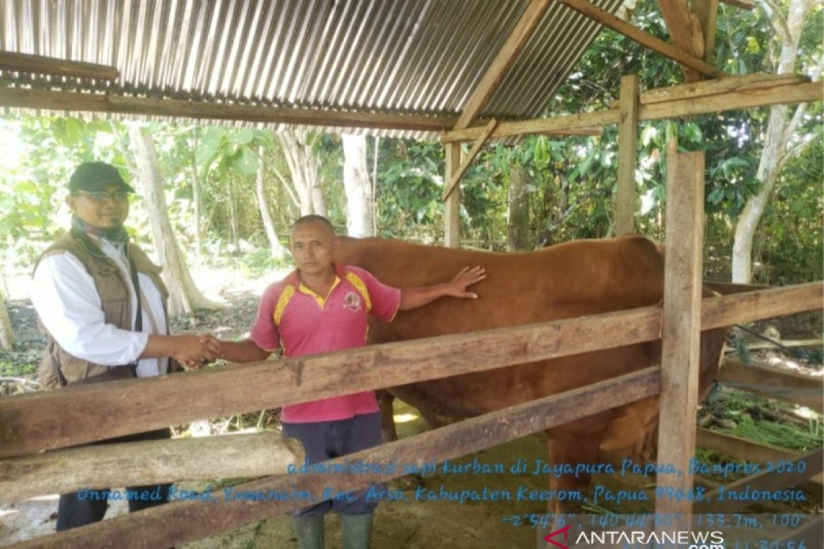 Pemprov Papua terima bantuan sapi kurban dari Presiden Jokowi