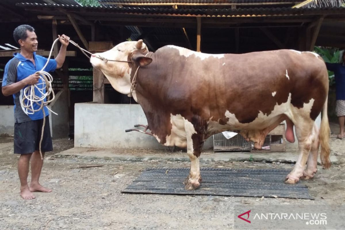 Sapi dari Jokowi seberat 847 Kg siap dikirim ke Kabupaten Lebong