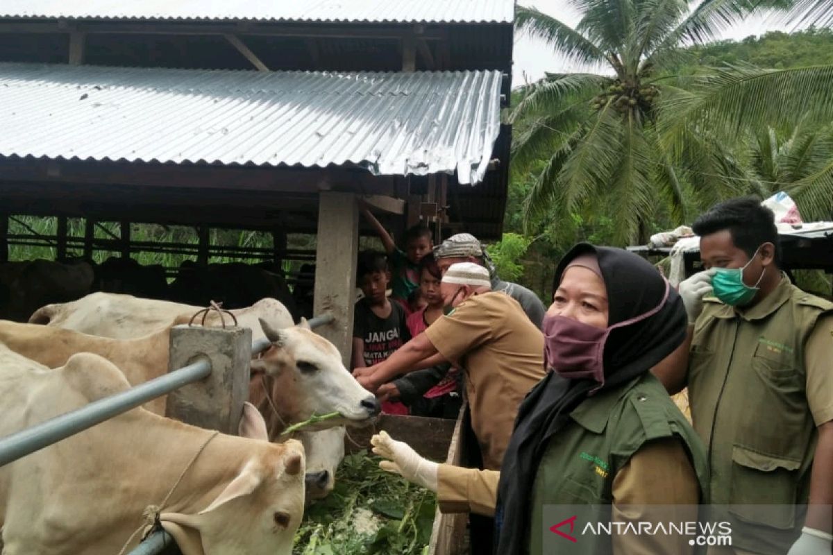 Pemkot Padangsidimpuan periksa kesehatan hewan kurban