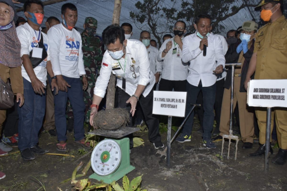 Mentan pimpin gerakan penanaman dan panen porang di Sidrap