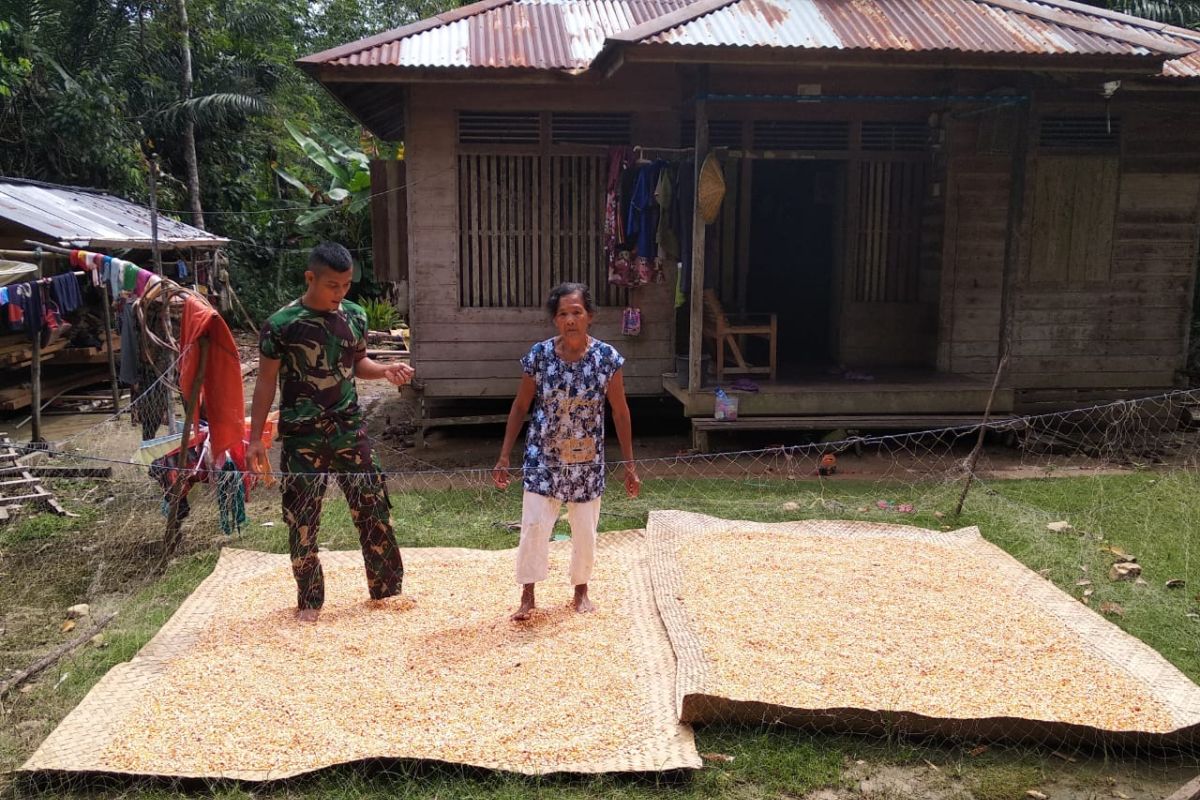 Satgas TMMD ke 108 bantu Nenek Rajimah jemur Jagung