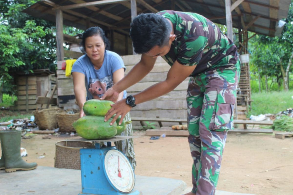 Satgas TMMD bantu warga menimbang buah pepaya