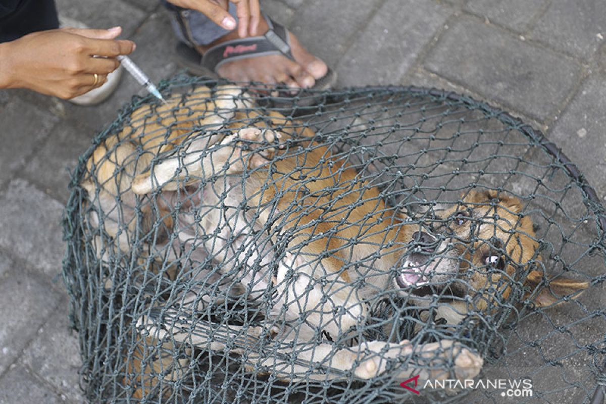 China kekurangan vaksin rabies di tengah lonjakan kasus