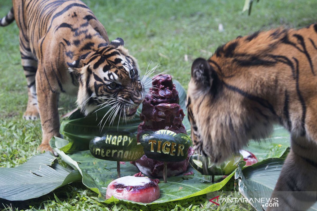 70 persen habitat harimau di Sumatera di luar kawasan konservasi