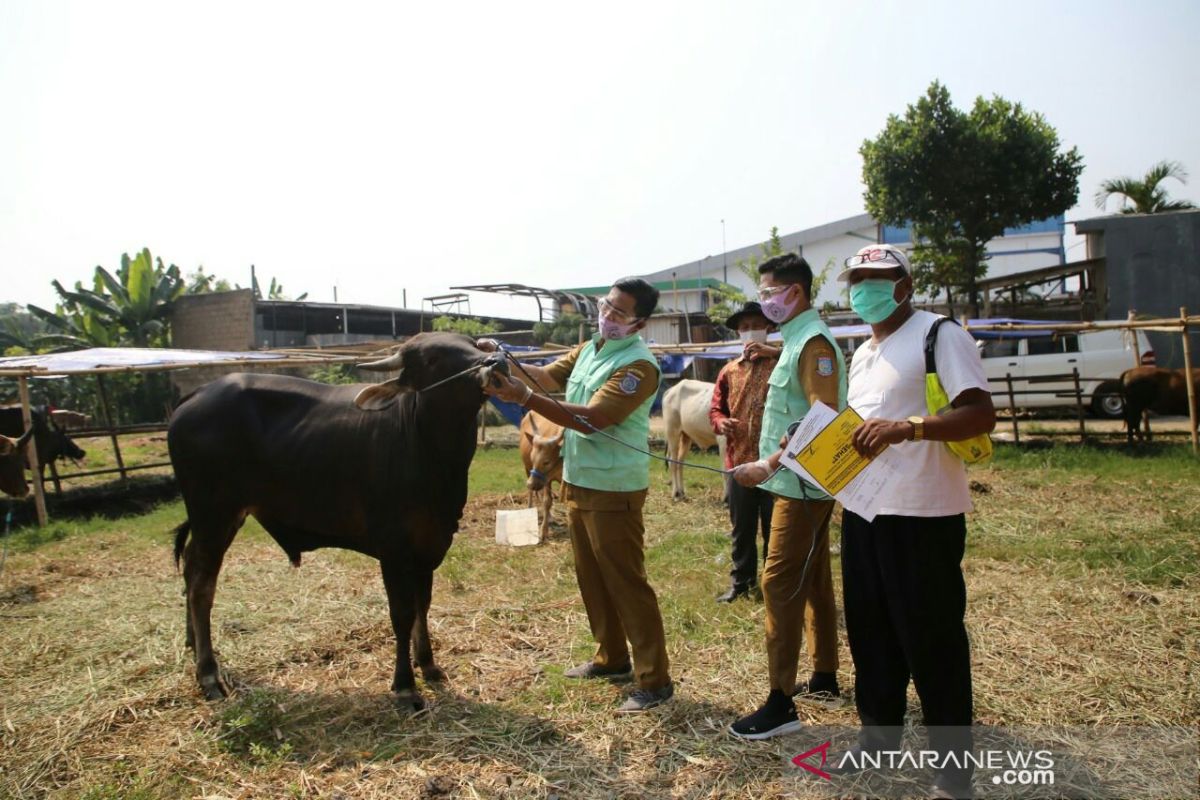 Pemkot Tangsel periksa hewan kurban  hingga hari penyembelihan