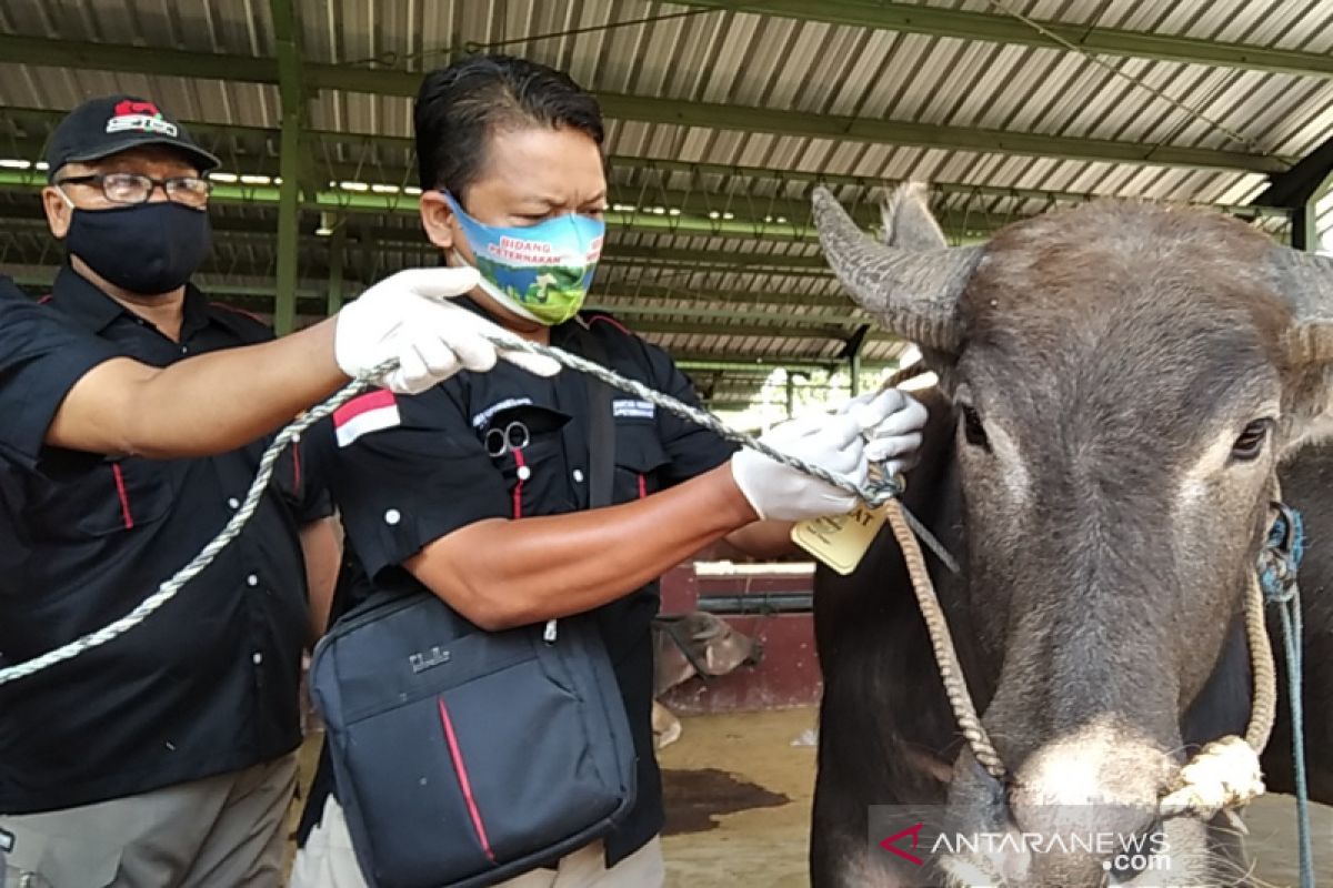 Disnakan Kudus temukan hewan ternak terjangkit scabies