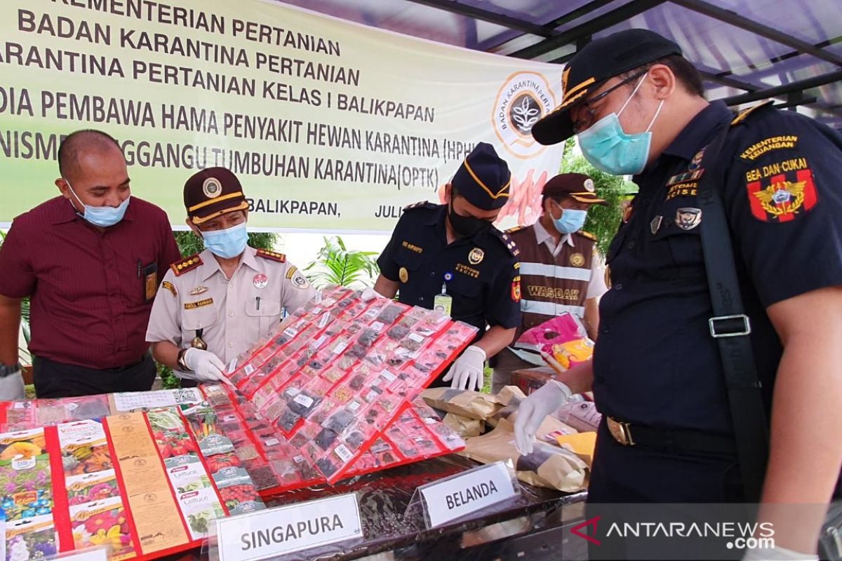 Karantina Pertanian Balikpapan musnahkan bibit tanaman ilegal