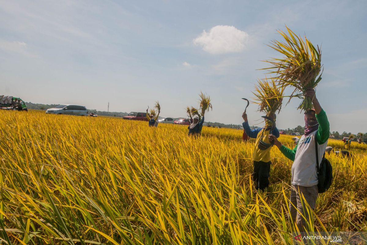 Peneliti ingatkan pemerintah pastikan stok beras hingga akhir tahun