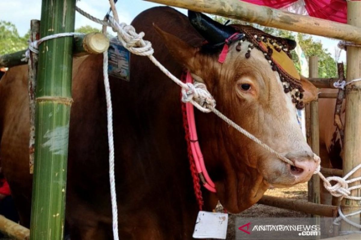 PT Timah sebar 193 sapi kurban di tiga provinsi