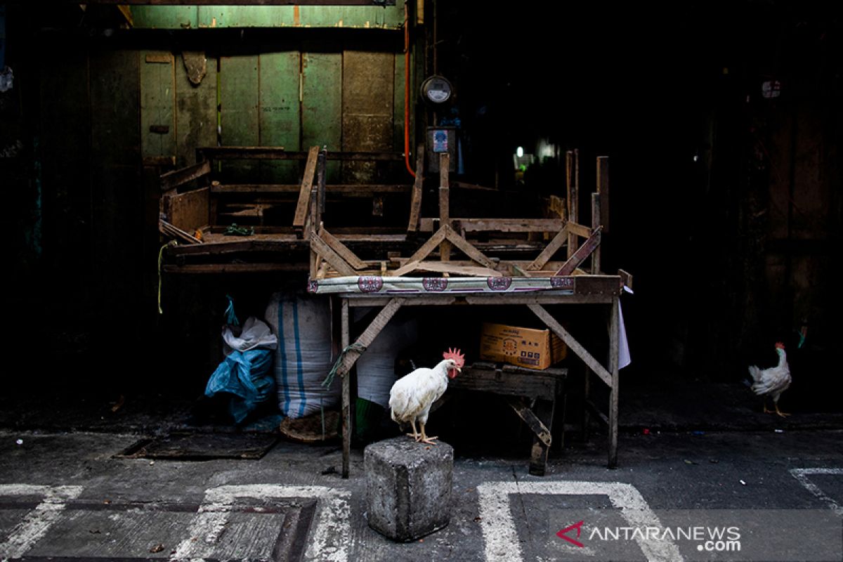 Filipina musnahkan hampir 39.000 ekor ayam cegah wabah flu burung