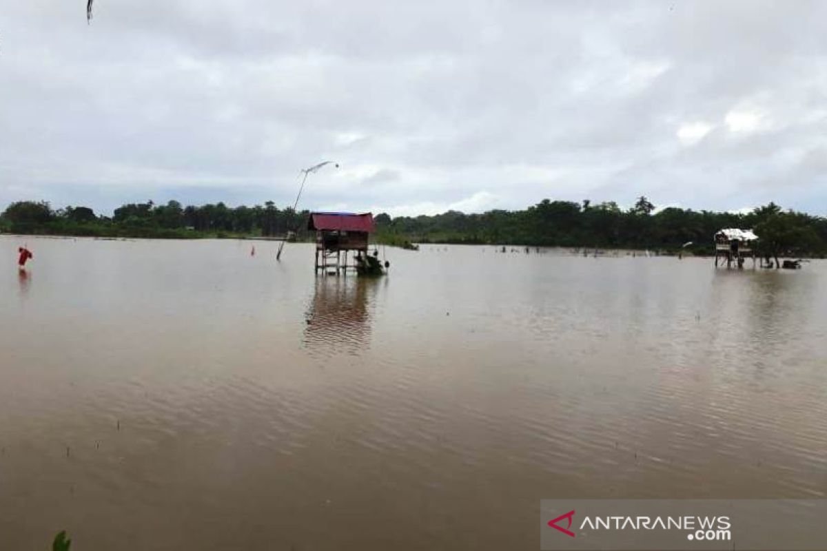 958,25 hektare sawah di Aceh terendam banjir