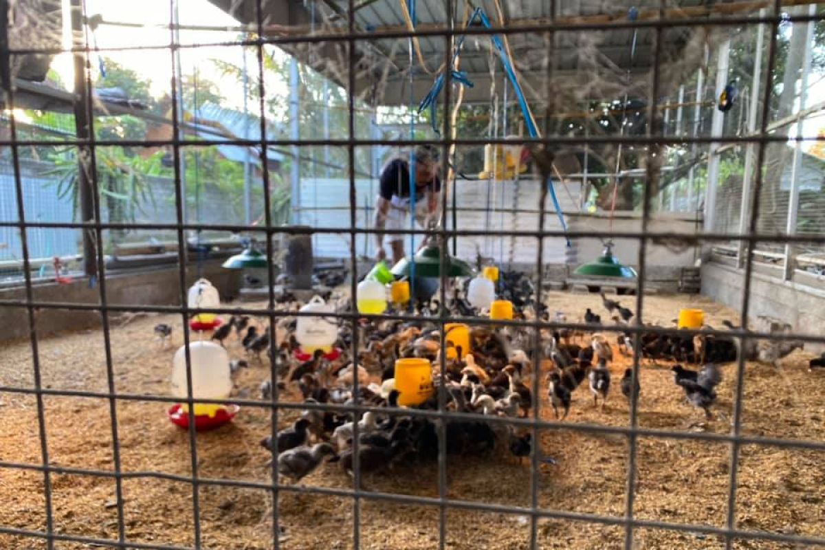 Investor bantu mewujudkan NTB swasembada telur ayam