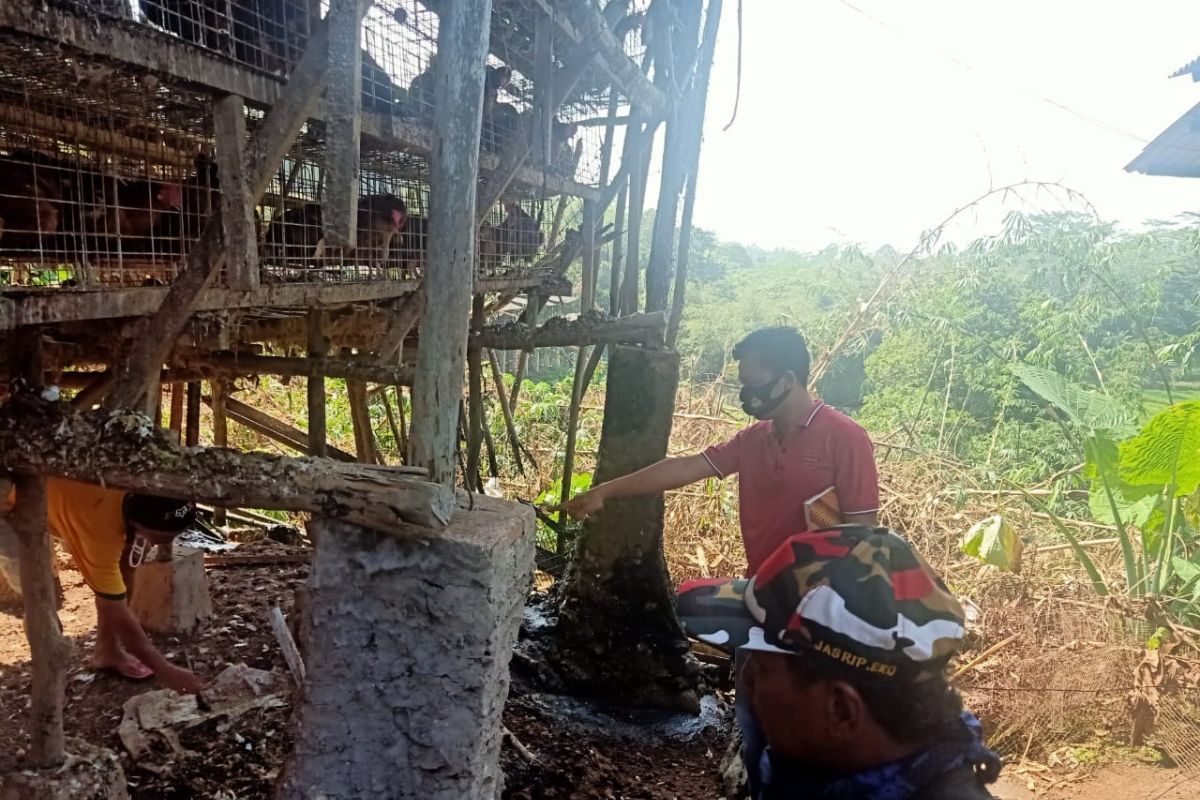 Berburu tikus, security tewas tersengat listrik di peternakan ayam di Serang