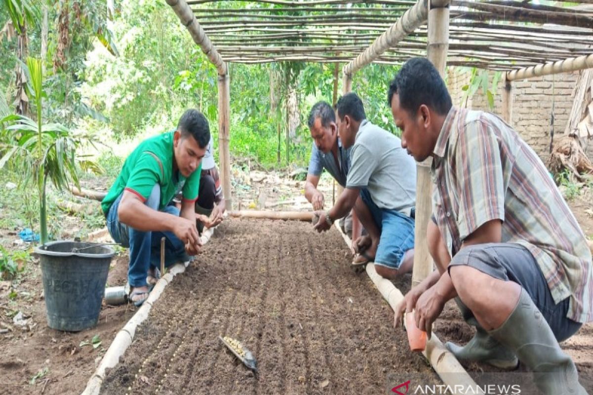 Kopi Tapanuli antara pengetahuan dan 