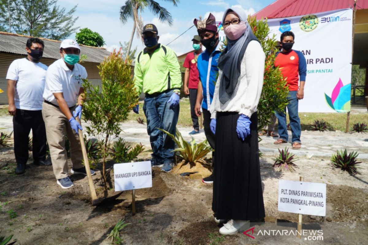 PLN Babel bersama Pokdarwis tanam 1.000 pohon di Pantai Pasirpadi