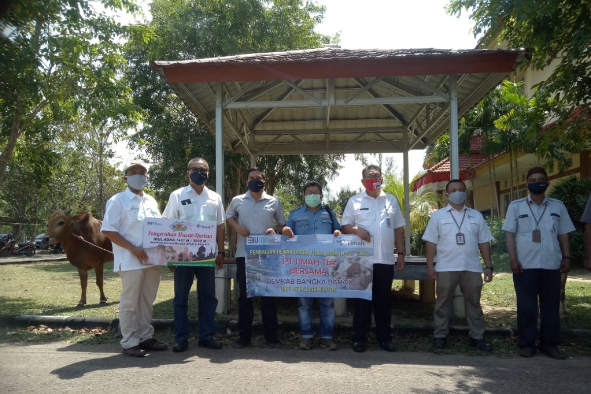 PT Timah serahkan bantuan sapi kurban ke Pemkab Bangka Barat