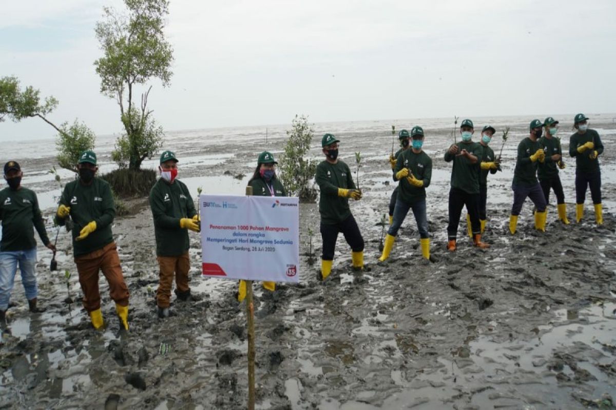 Pertamina MOR I tanam 1.000 bibit mangrove di Pantai Labu