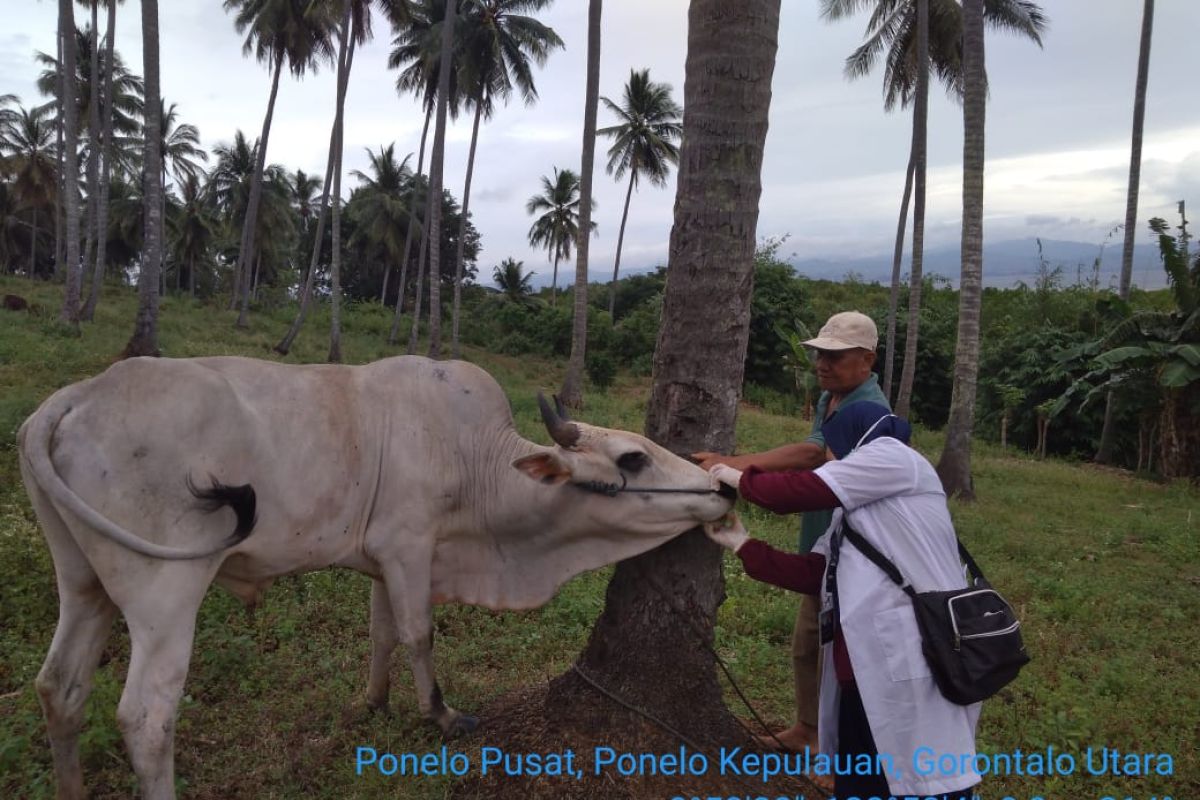 Disnakkeswan Gorontalo Utara periksa kelayakan hewan kurban