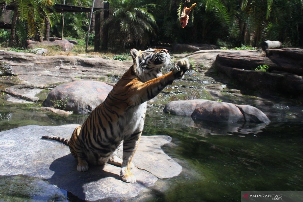 Peringatan Hari Harimau Sedunia