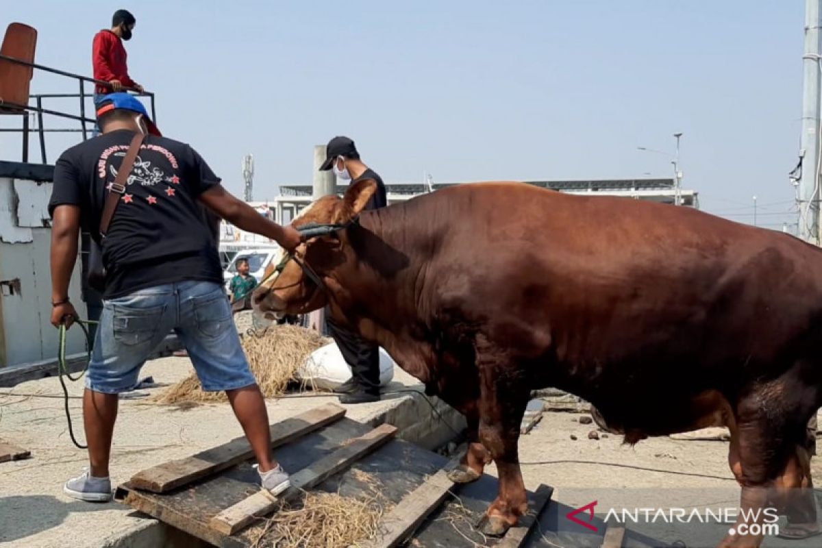 Sapi kurban Presiden dikirim ke Kepulauan Seribu