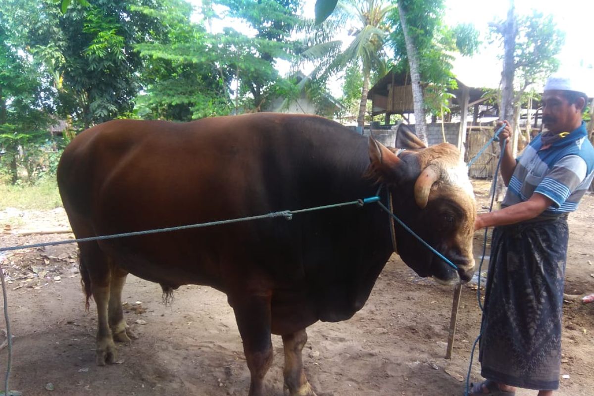 Presiden Jokowi sumbang sapi kurban 1,3 ton untuk NTB,