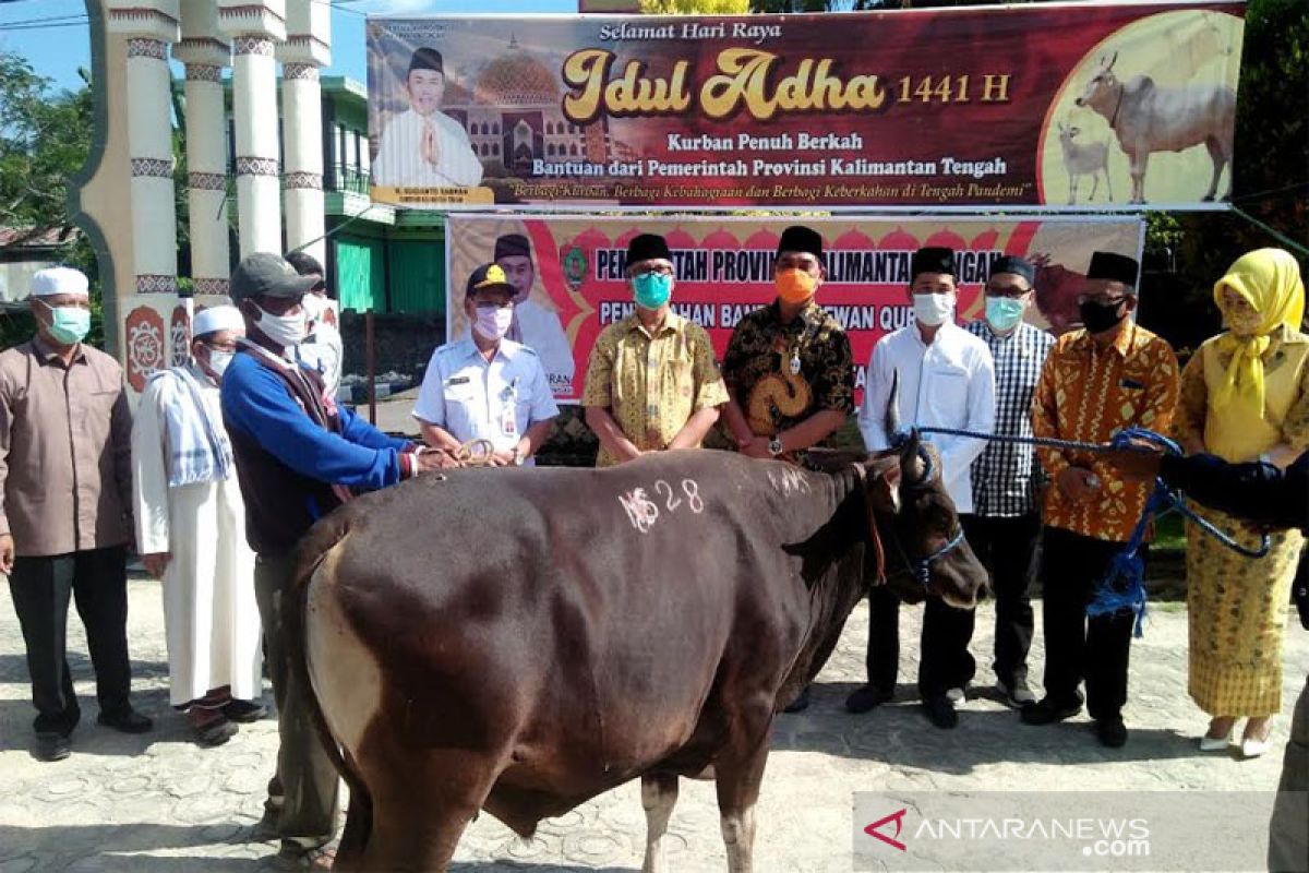 Gubernur  sumbang 20 sapi kurban di Barito Utara