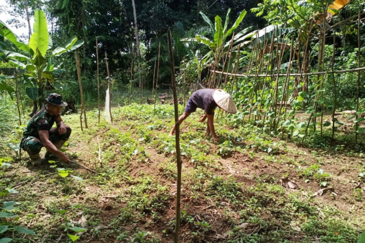 Anggota Satgas TMMD bantu warga bersihkan rumput di kebun Timun