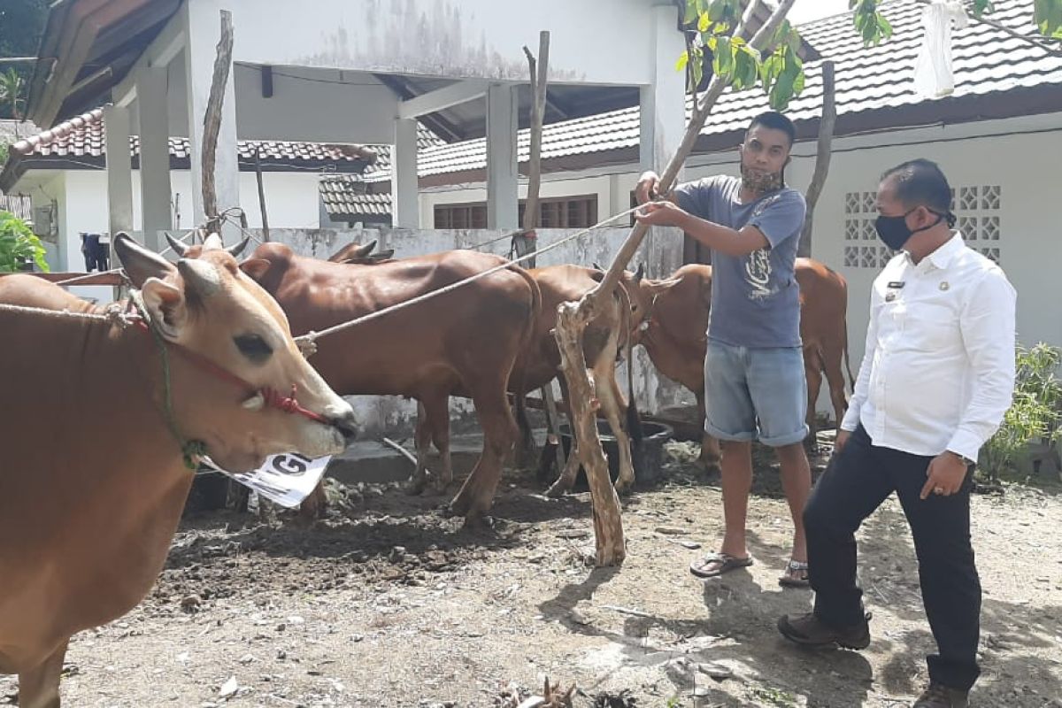 Pemerintah Kabupaten  Bangka distribusikan sembilan ekor sapi kurban