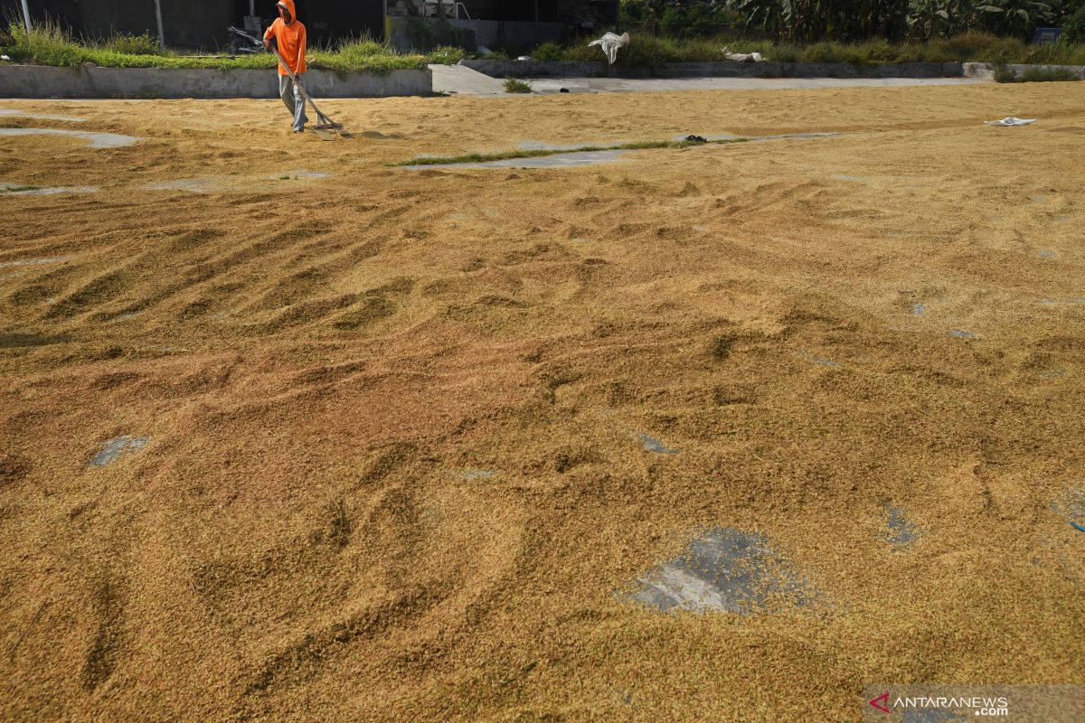 Bulog SulutGo serap 2.900 ton beras dari petani lokal