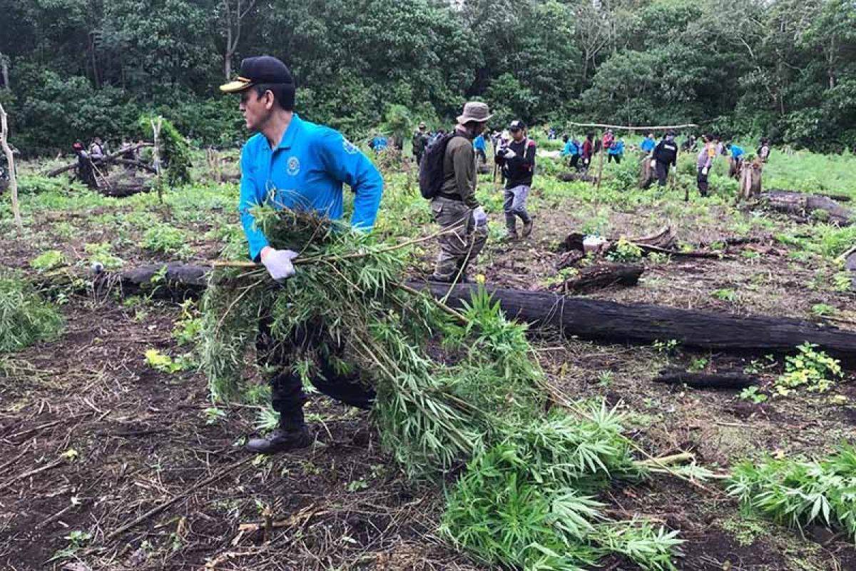 BNN musnahkan 30 ribu batang tanaman ganja di Aceh Besar