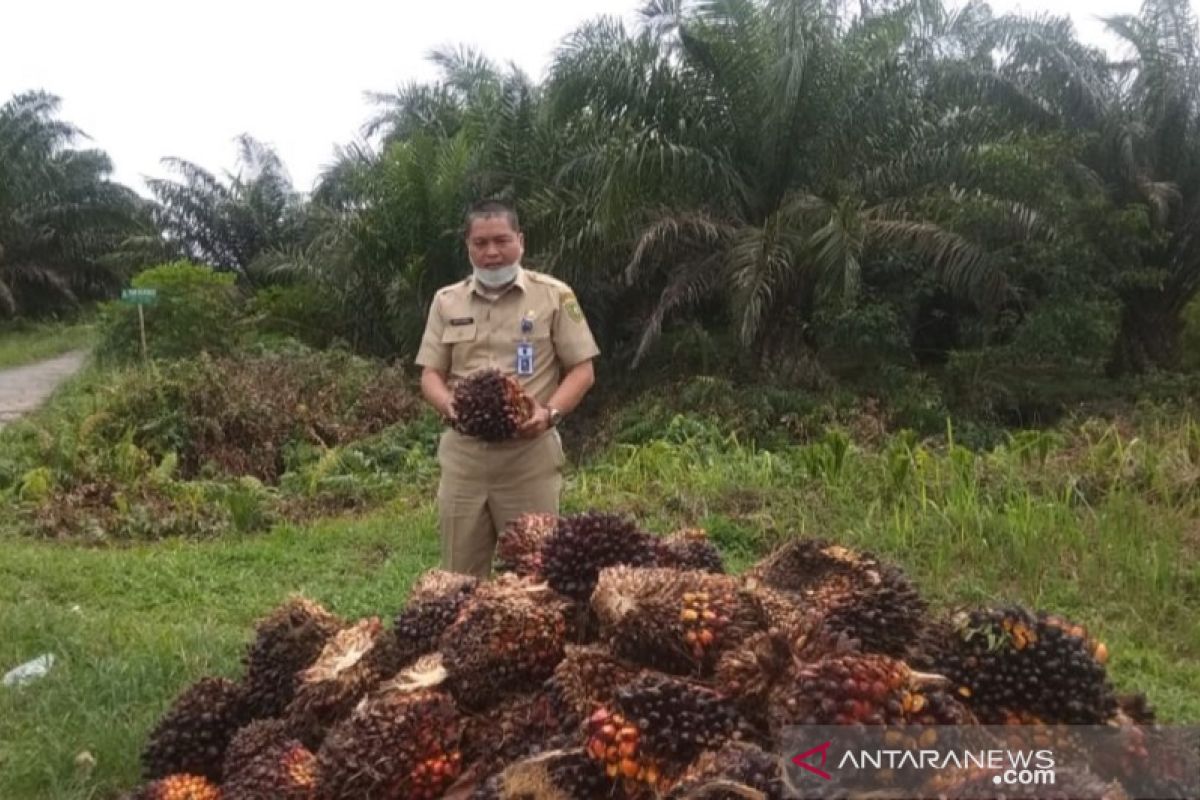 Harga sawit Riau naik dipicu membaiknya permintaan pasar internasional
