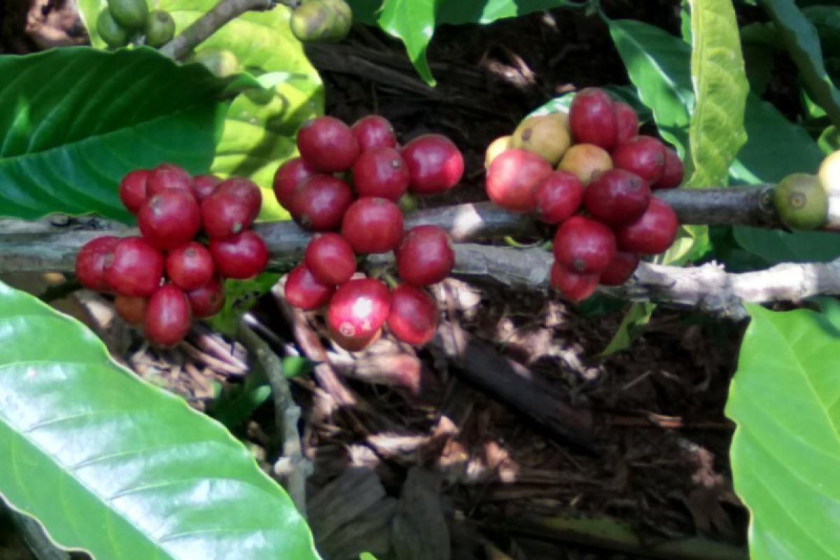 Petani kopi robusta Tanggamus bertahan di tengah pandemi