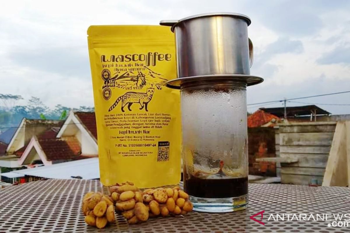 Kopi luwak liar Lumajang miliki cita rasa tinggi