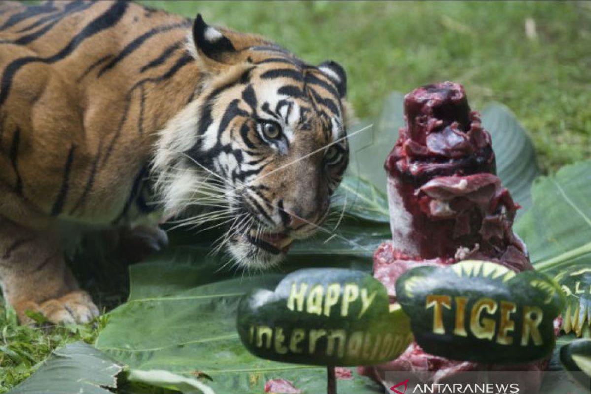 Pengelola Kebun Binatang Bali Zoo rayakan "International Tiger Day"