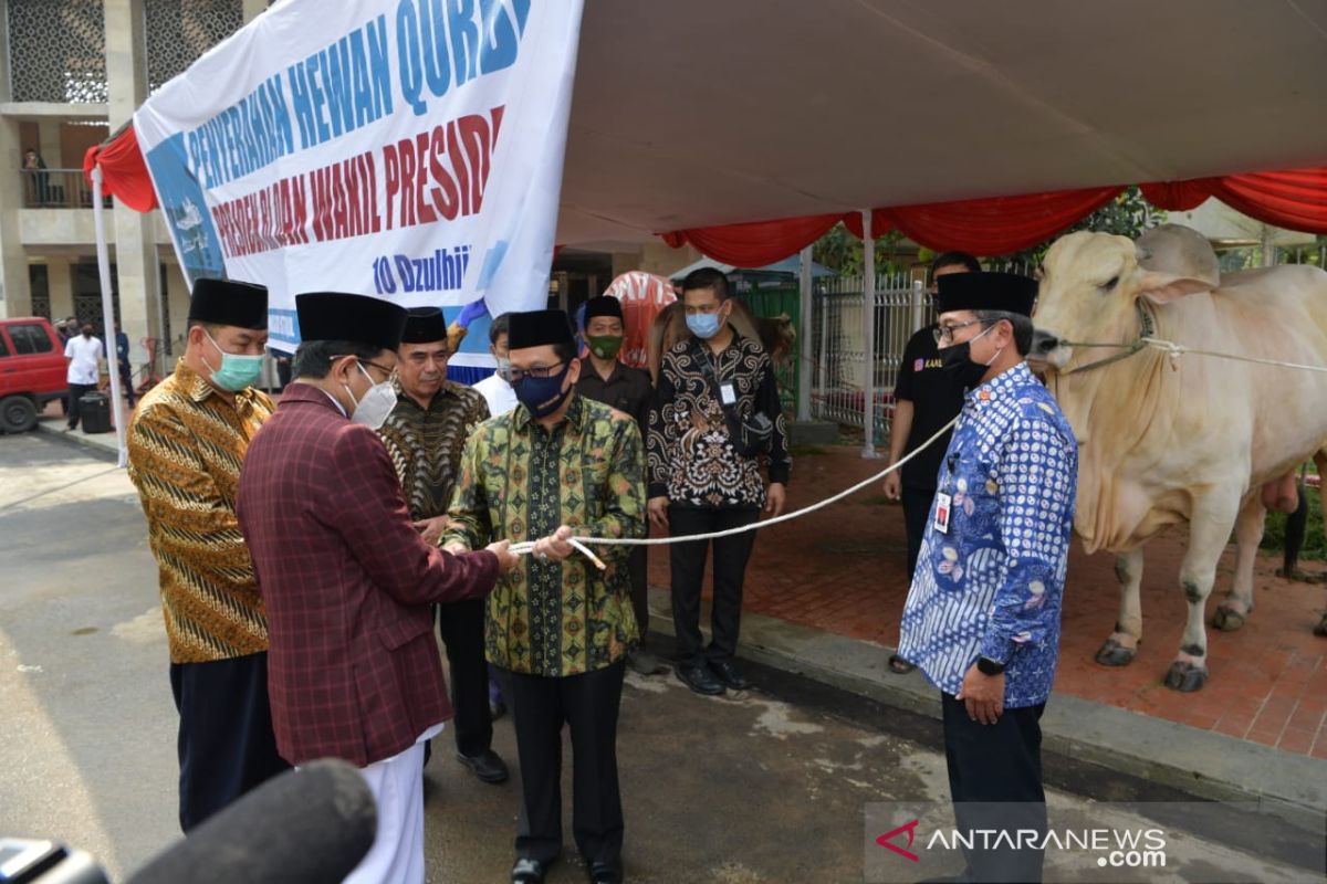 Ma'ruf Amin berkurban sapi di Istiqlal dan Serang