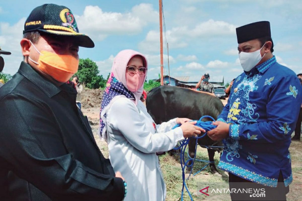 Pemkab Pulang Pisau salurkan hewan kurban bantuan Pemprov Kalteng