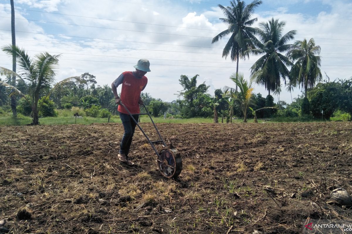 Desa Kampuang Tengah Pariaman anggarkan Rp300 juta untuk kelola lahan tidur dan  kurangi pengangguran