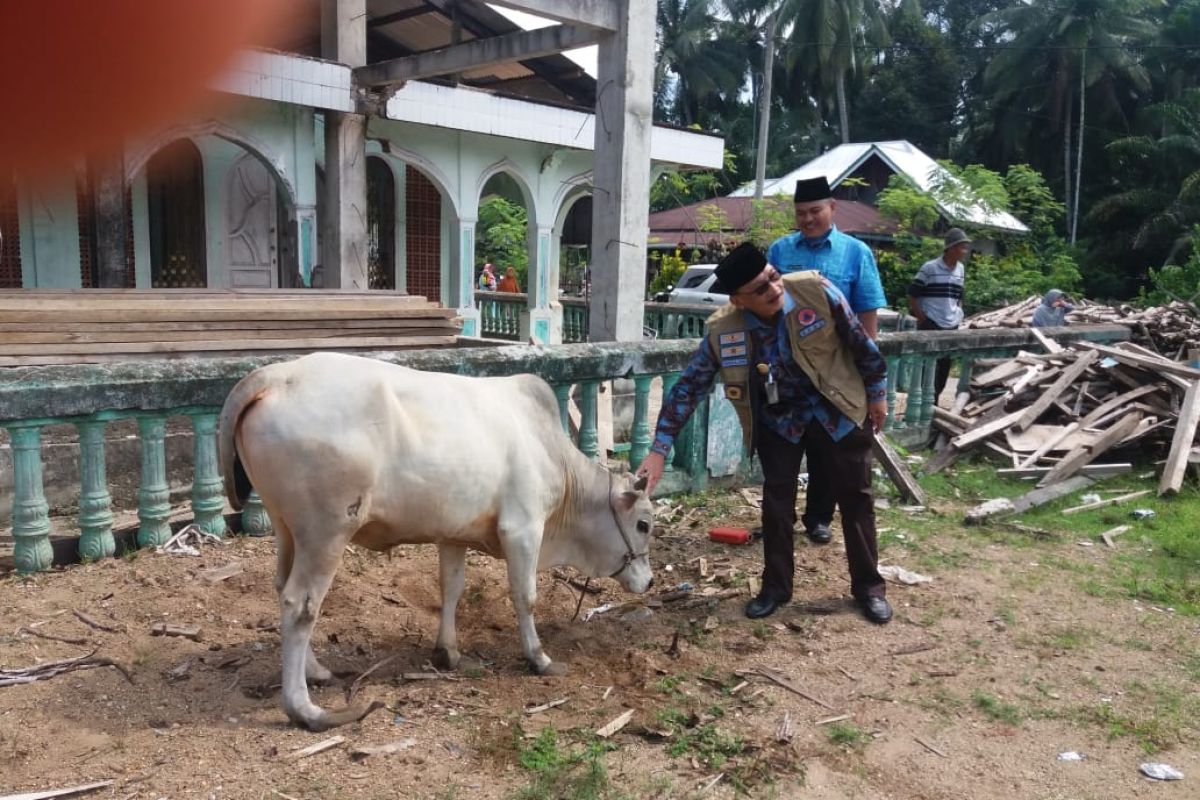 Hari Raya Idul Adha 2020, delapan ekor sapi disalurkan Bupati Pesisir Selatan Hendrajoni untuk kurban